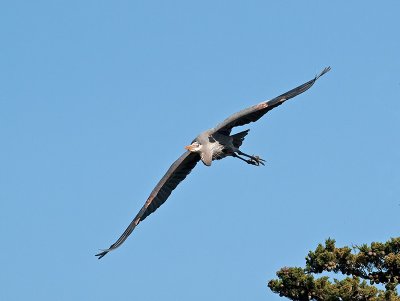 Great Blue Heron _3199279a.jpg