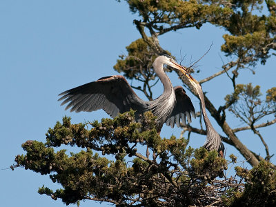 Great Blue Heron _3199295.jpg