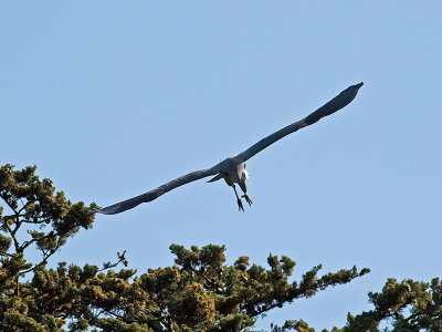 Great Blue Heron _3199318.jpg