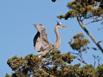 Great Blue Heron _3199150.jpg