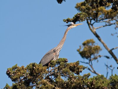 Great Blue Heron _3199161.jpg