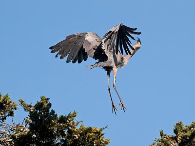 Great Blue Heron _3199164.jpg