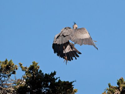 Great Blue Heron _3199165.jpg