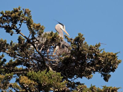 Great Blue Heron _3199173.jpg