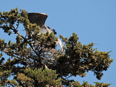 Great Blue Heron _3199176.jpg