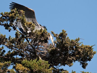 Great Blue Heron _3199179.jpg