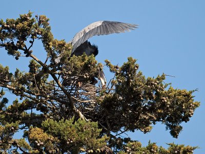 Great Blue Heron _3199183.jpg