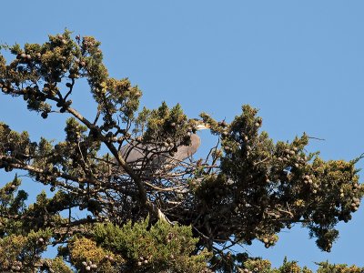 Great Blue Heron _3199185.jpg