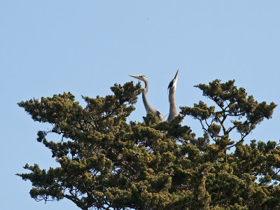 Great Blue Heron _3199310.jpg