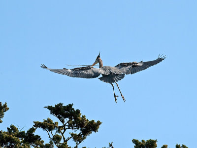 Great Blue Heron _3199334.jpg