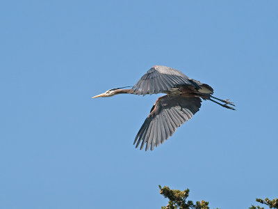 Great Blue Heron _3199353.jpg