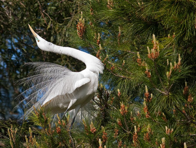 Great Egrets 2010