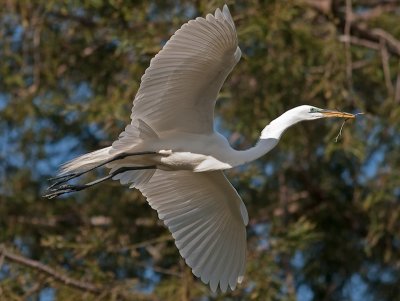 Great Egret _3188892.jpg