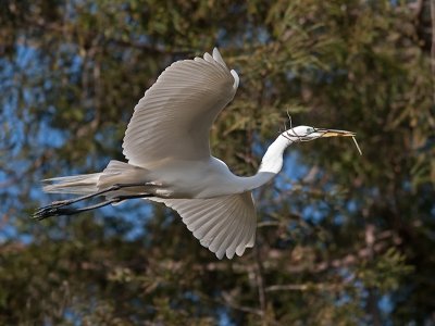 Great Egret _3188971.jpg