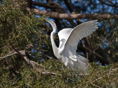 Great Egret _3188983.jpg