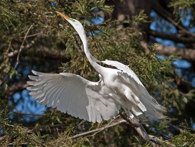 Great Egret _3188984.jpg