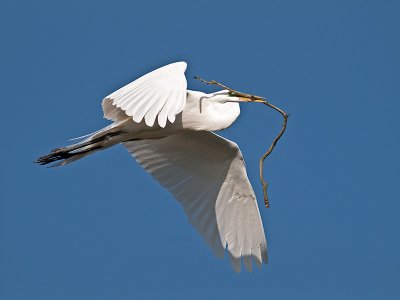 Great Egret _3188992.jpg