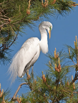 Great Egret _3189036.jpg