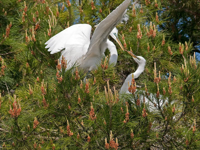 Great Egret _3189116.jpg