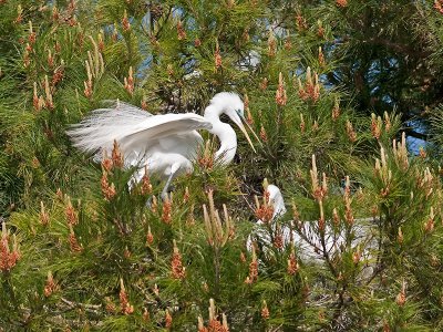 Great Egret _3189120.jpg