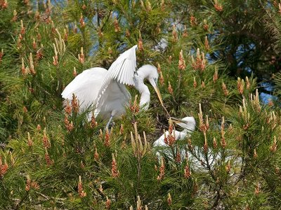 Great Egret _3189118.jpg