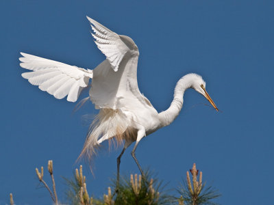 Great Egret _3189129.jpg