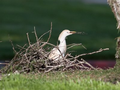 Cattle Egret _3188931.jpg