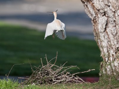 Cattle Egret _3188935.jpg