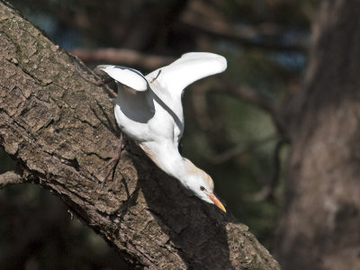 Cattle Egret _3189018.jpg