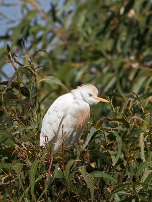 Cattle Egret _3219404.jpg