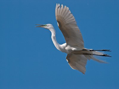 Great Egret _3219433.jpg