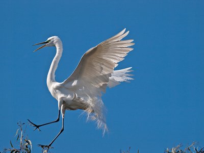 Great Egret _3219437.jpg