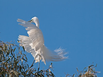 Great Egret _3219438.jpg