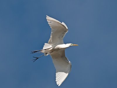 Great Egret _3219494.jpg