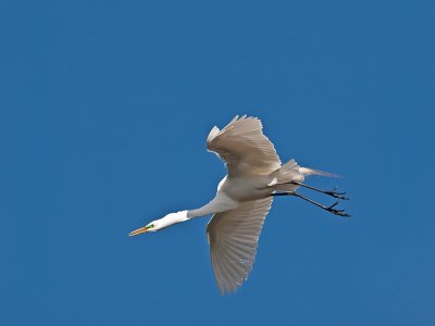 Great Egret _3219500.jpg