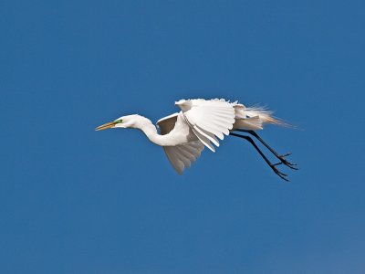 Great Egret _3219503.jpg
