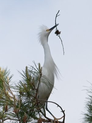 Snowy Egret _3219396.jpg