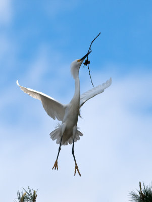 Snowy Egret _3219397.jpg