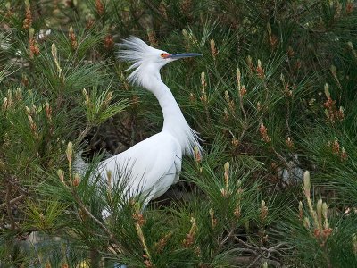 Snowy Egret _3219465.jpg