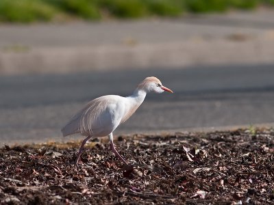 Cattle Egret _3229414.jpg