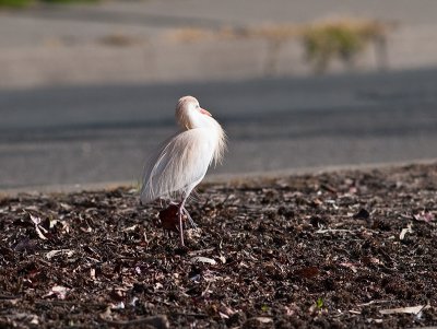 Cattle Egret _3229417.jpg
