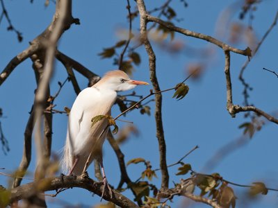 Cattle Egret _3229508.jpg