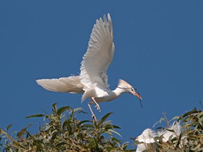 Cattle Egret _3229524.jpg