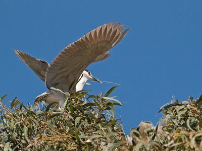 Black-crowned Night Heron _3229541.jpg