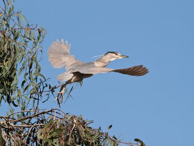 Black-crowned Night Heron _3229709.jpg
