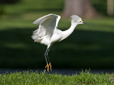 Snowy Egret _3229374.jpg