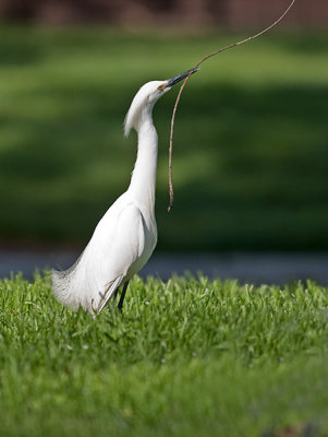 Snowy Egret _3229391.jpg