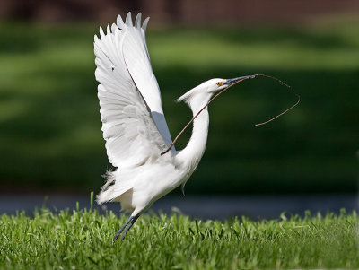 Snowy Egret _3229392.jpg