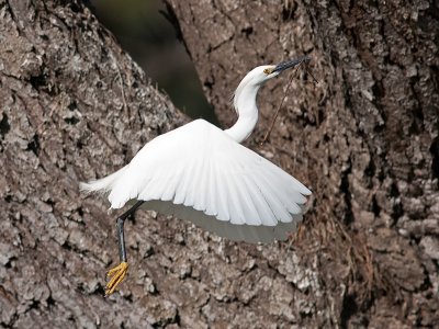 Snowy Egret _3229394.jpg