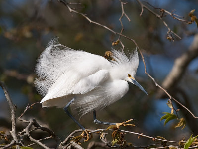 Snowy Egret _3229483.jpg